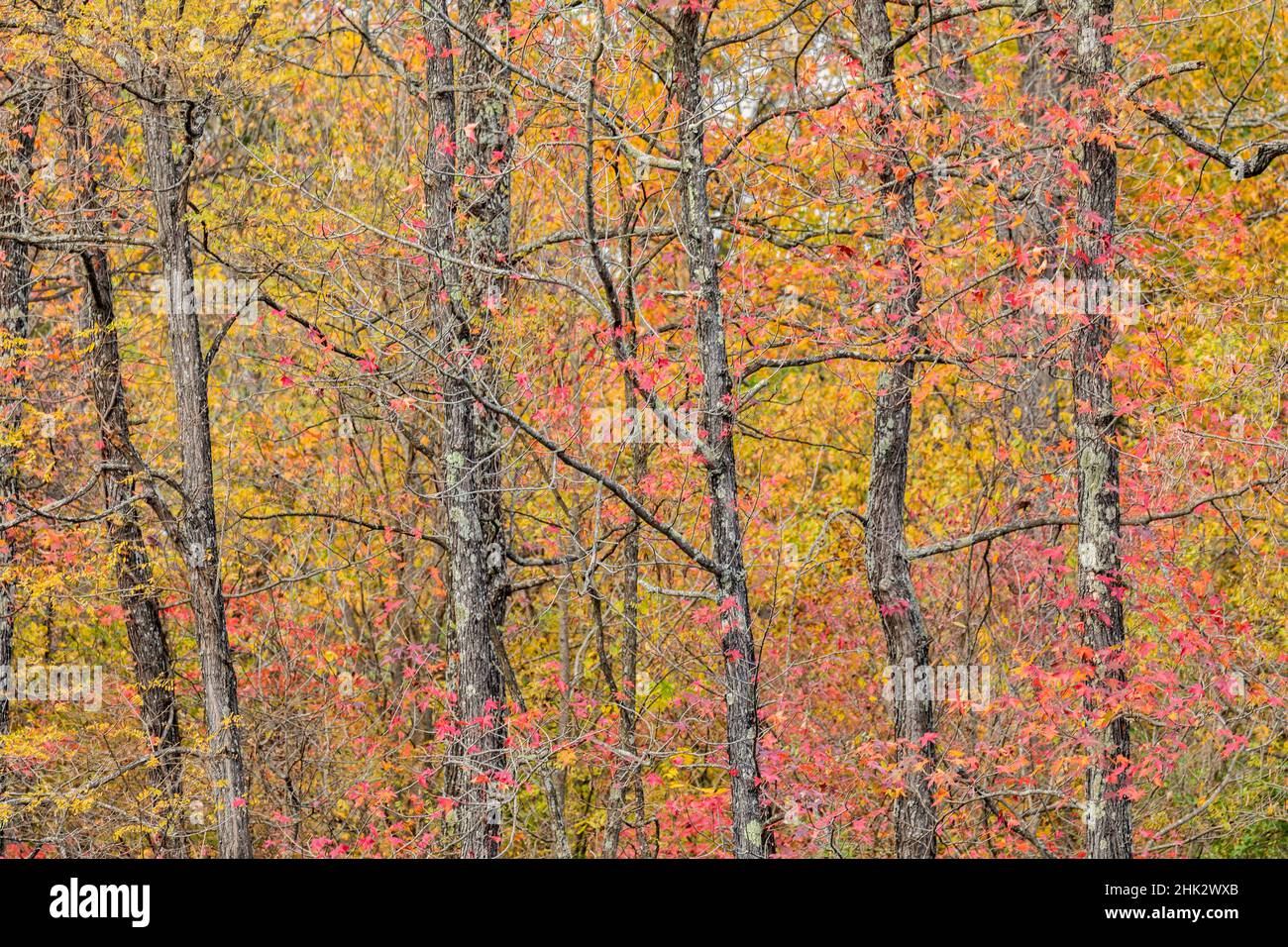 Fall color at Pyramid State Park, Perry County, Illinois Stock Photo ...
