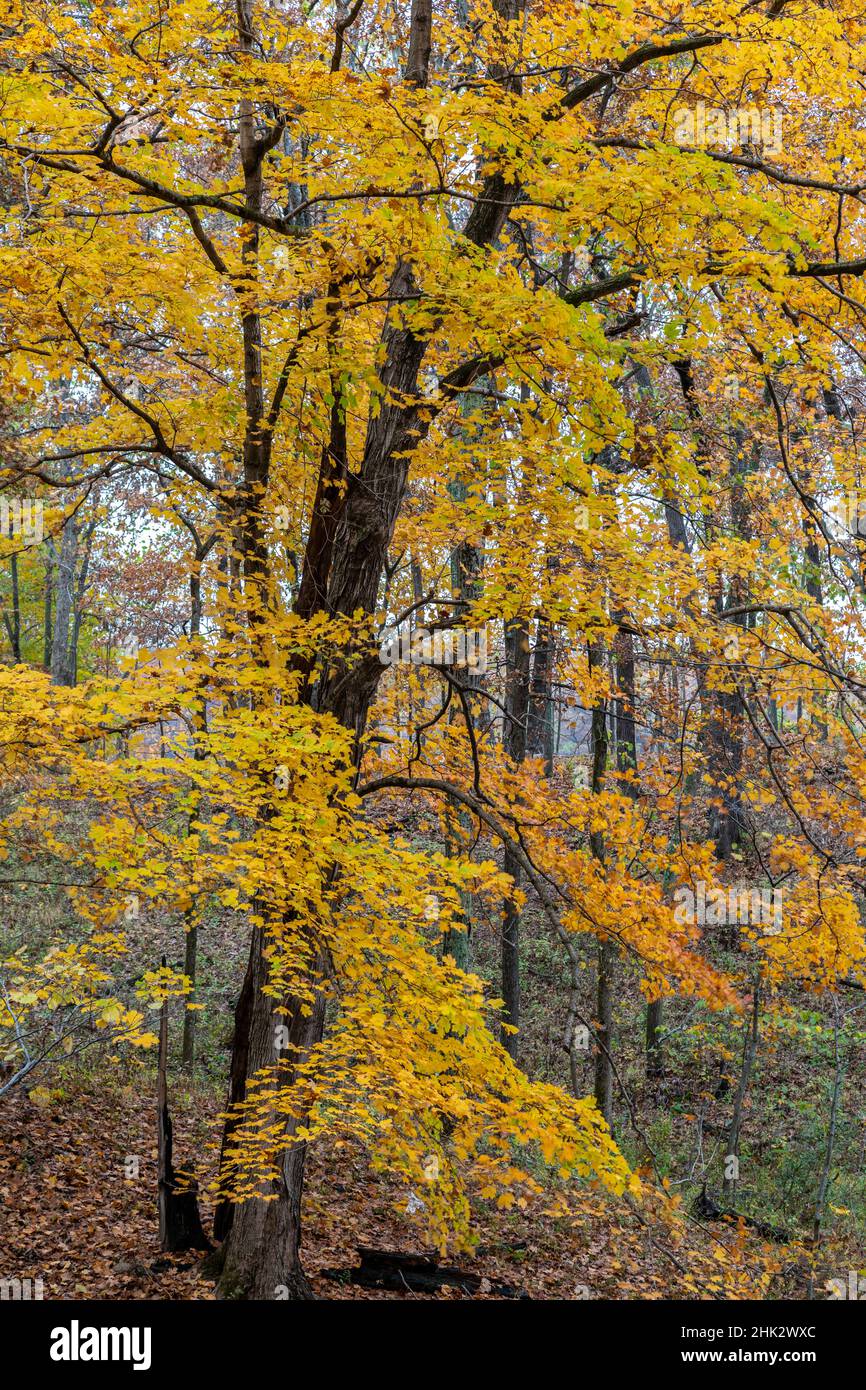 Fall color at Stephen A. Forbes State Park, Marion County, Illinois Stock Photo