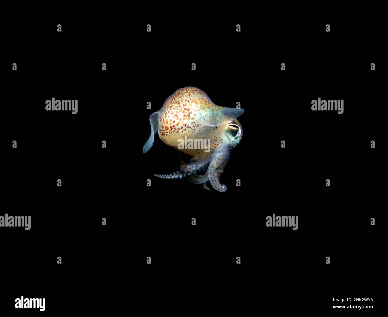 Sepiola Robusta Small bobtail squid (Sepiola sp.) with copy space isolated on black ...