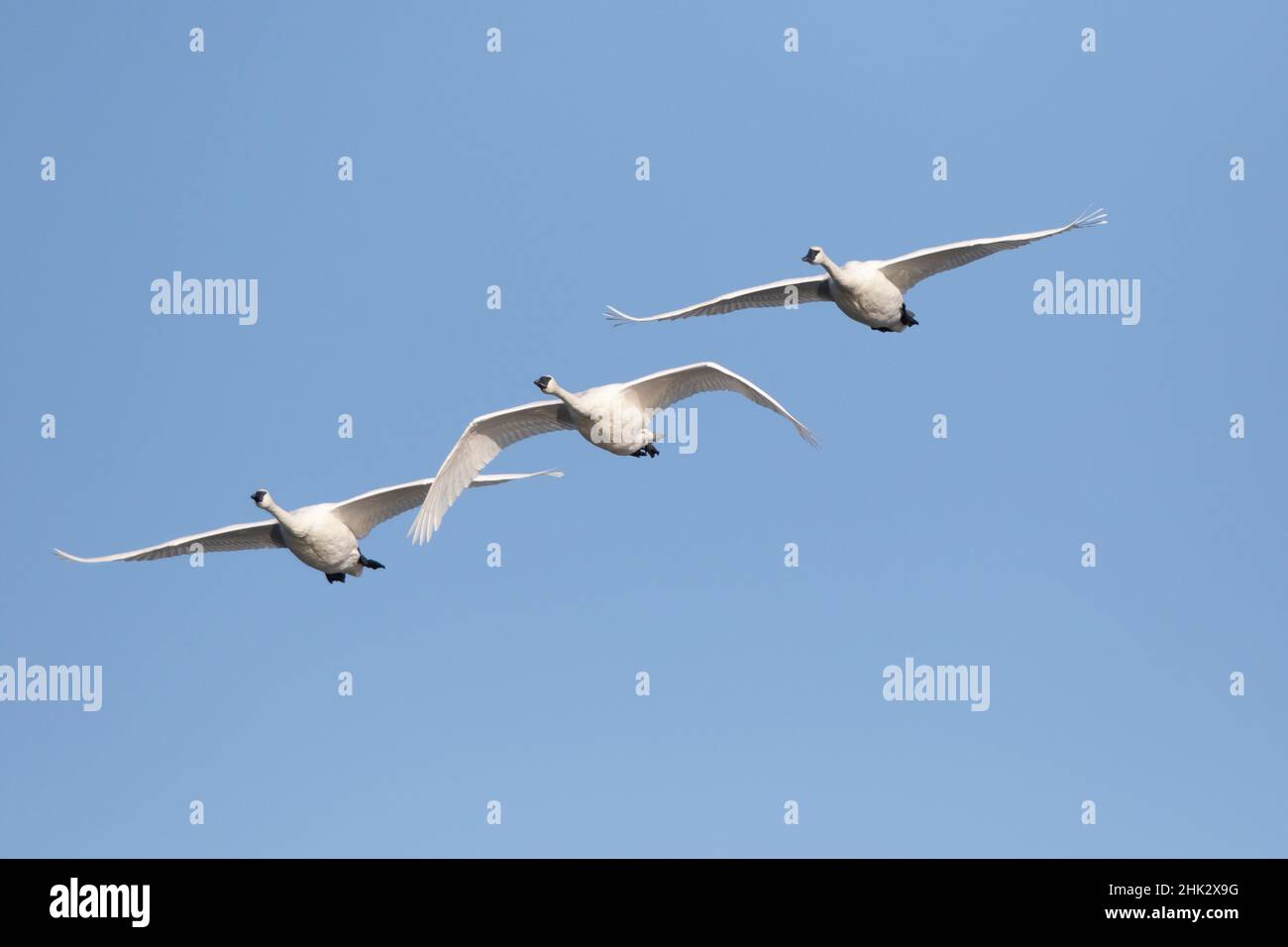 Trumpeter Swans (Cygnus buccinator) in flight Riverlands Migratory Bird