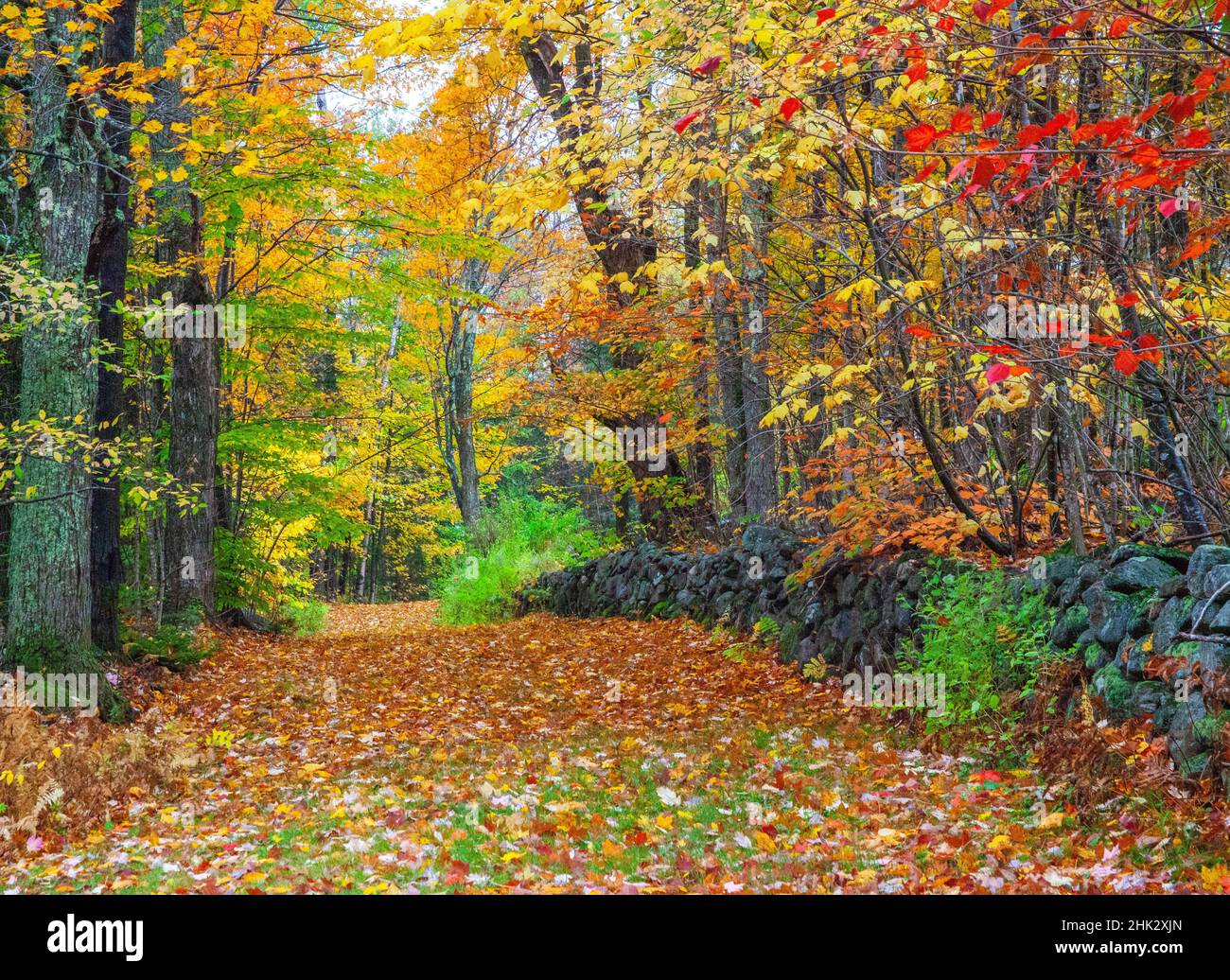 Autumn leaf fall on a lane hi-res stock photography and images - Alamy