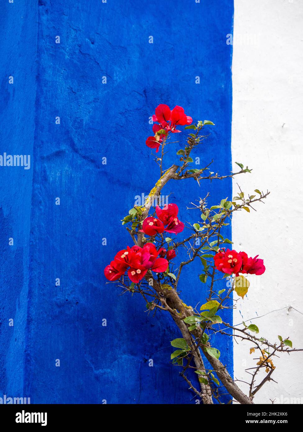 Portugal, Obidos. Red bougainvillea vine against a blue and white wall. Stock Photo