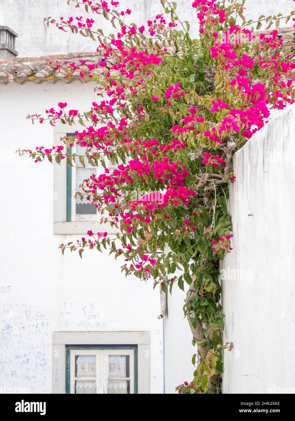 Portugal, Obidos. Hot pink bougainvillea vine growing over a white wall in the walled town of Obidos. Stock Photo