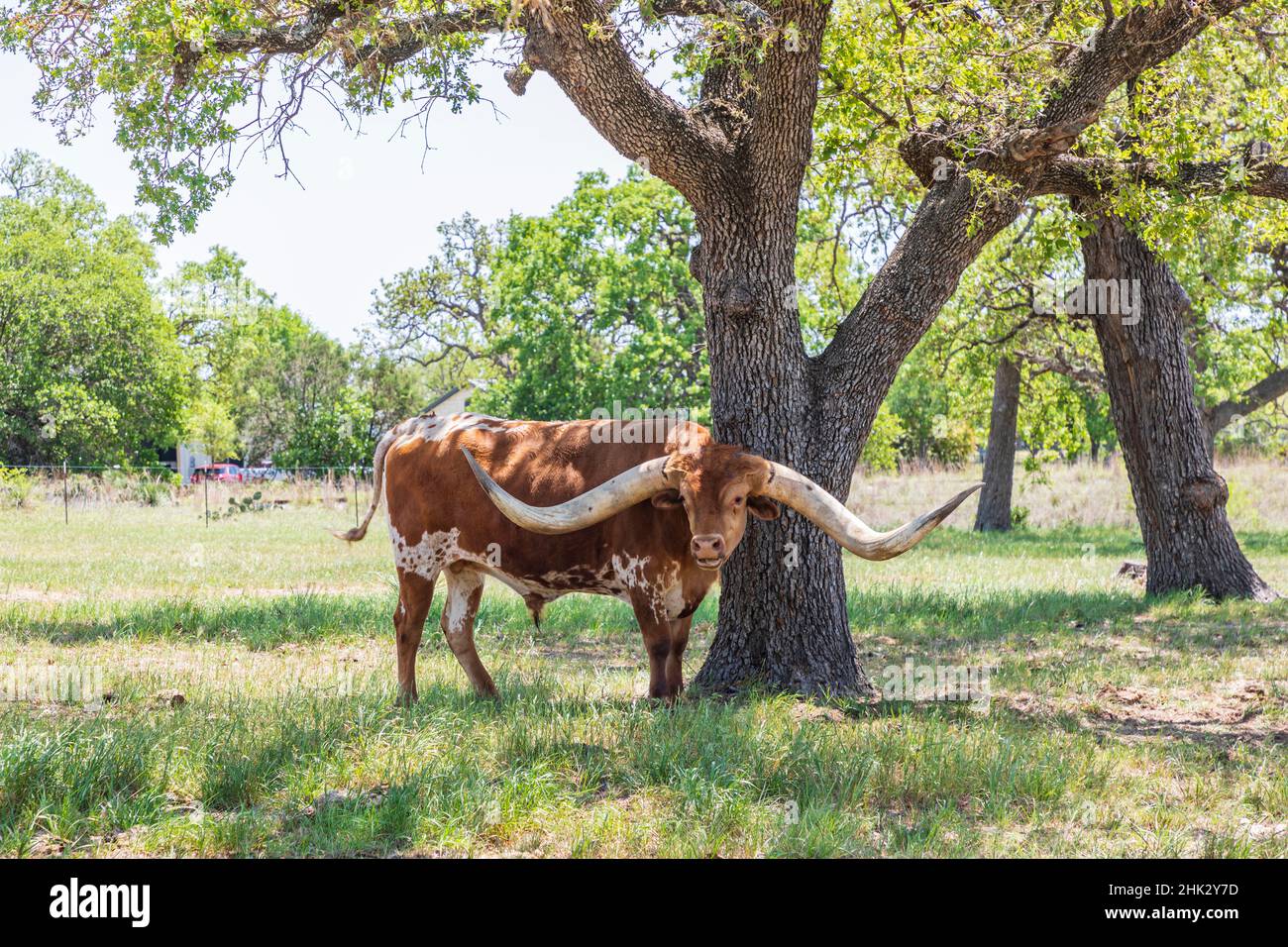 Marble Falls, Texas, USA. Longhorn cattle in the Texas Hill Country. Stock Photo