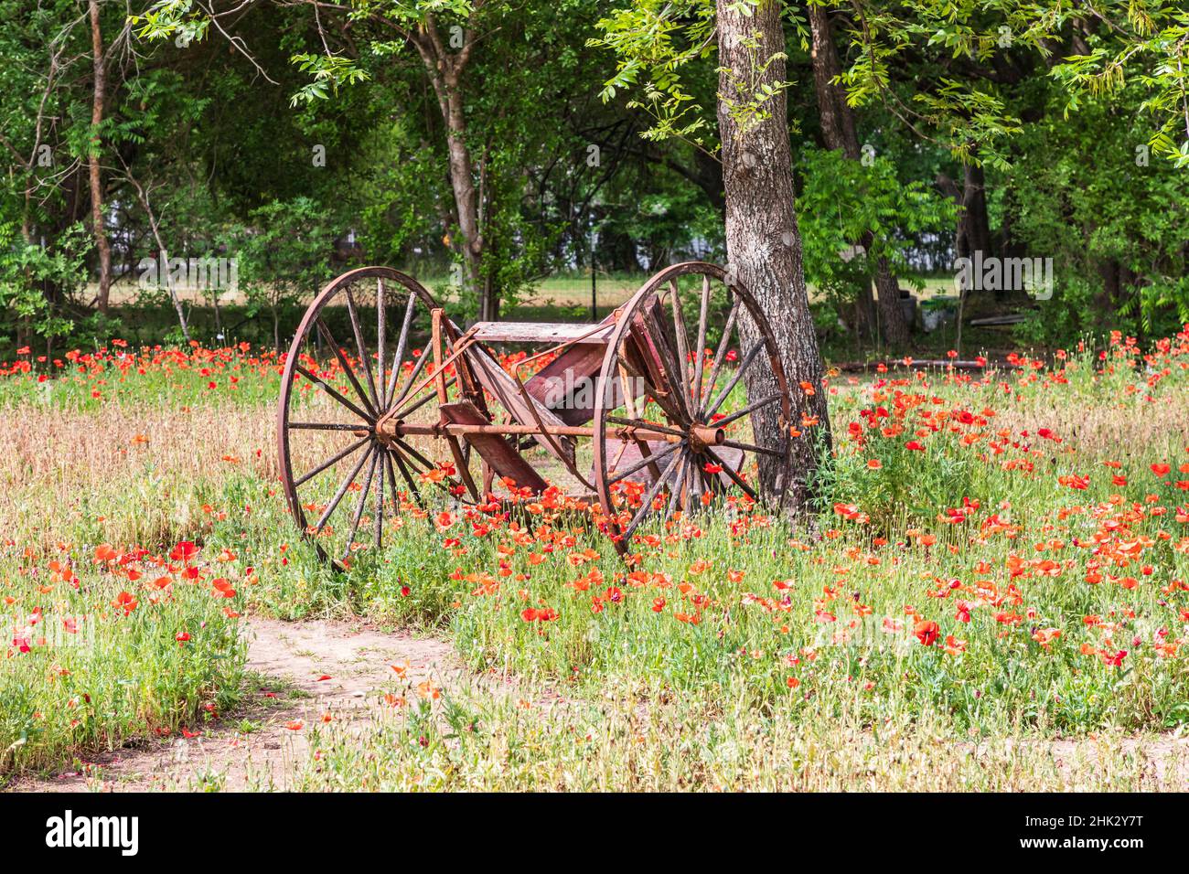 Castroville, Texas, USA. (Editorial Use Only) Rusted antique farm equipment in a field of poppies. (Editorial Use Only) Stock Photo