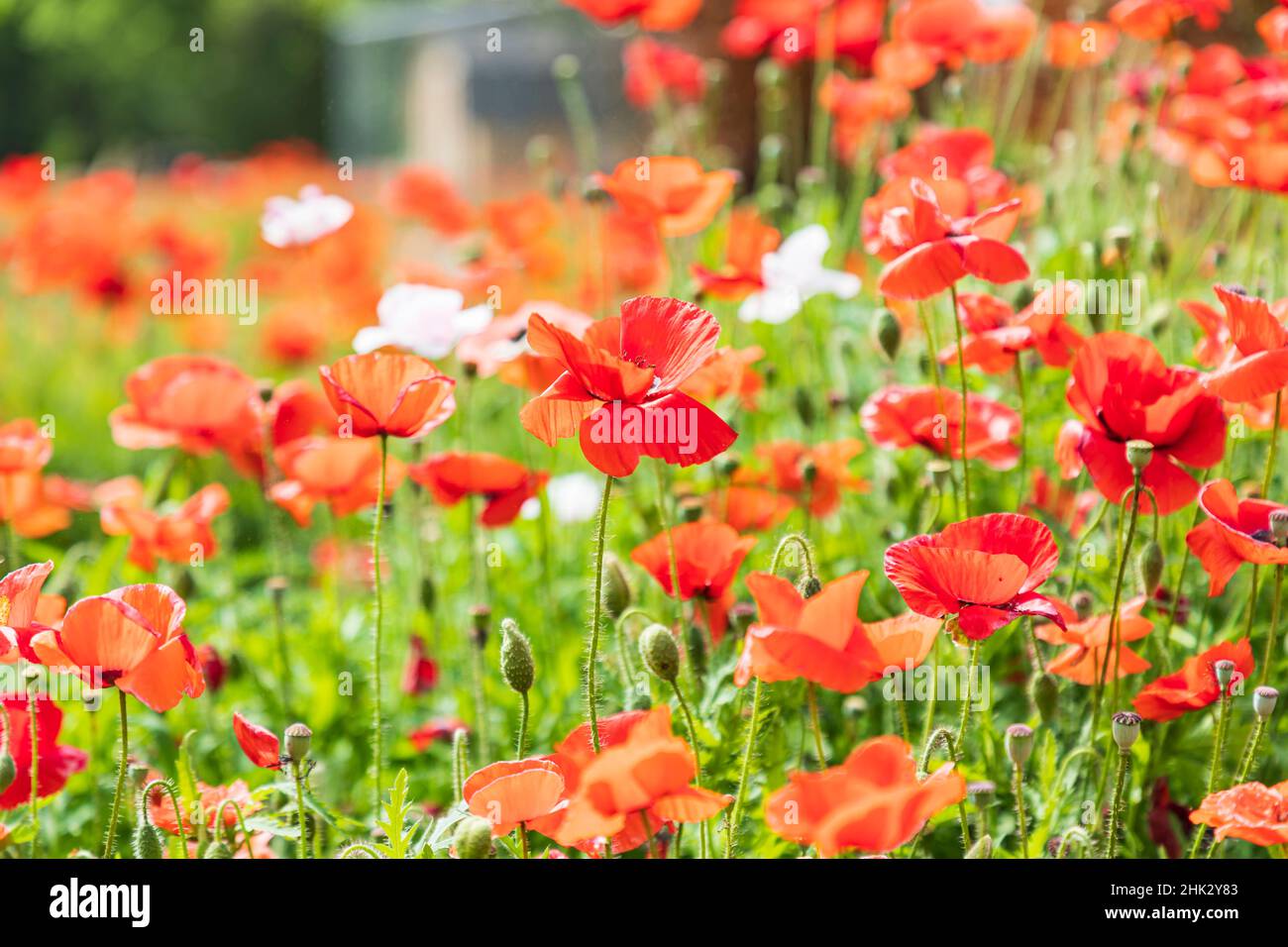 Castroville, Texas, USA. Wild poppies in the Texas Hill Country. Stock Photo