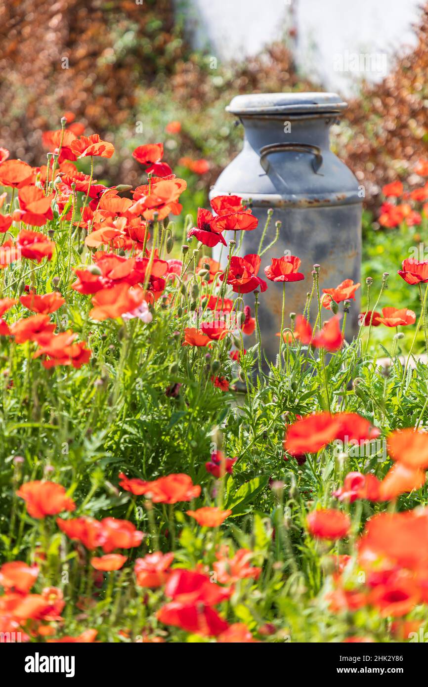 Castroville, Texas, USA. Old milk jug in poppies in the Texas Hill Country. Stock Photo