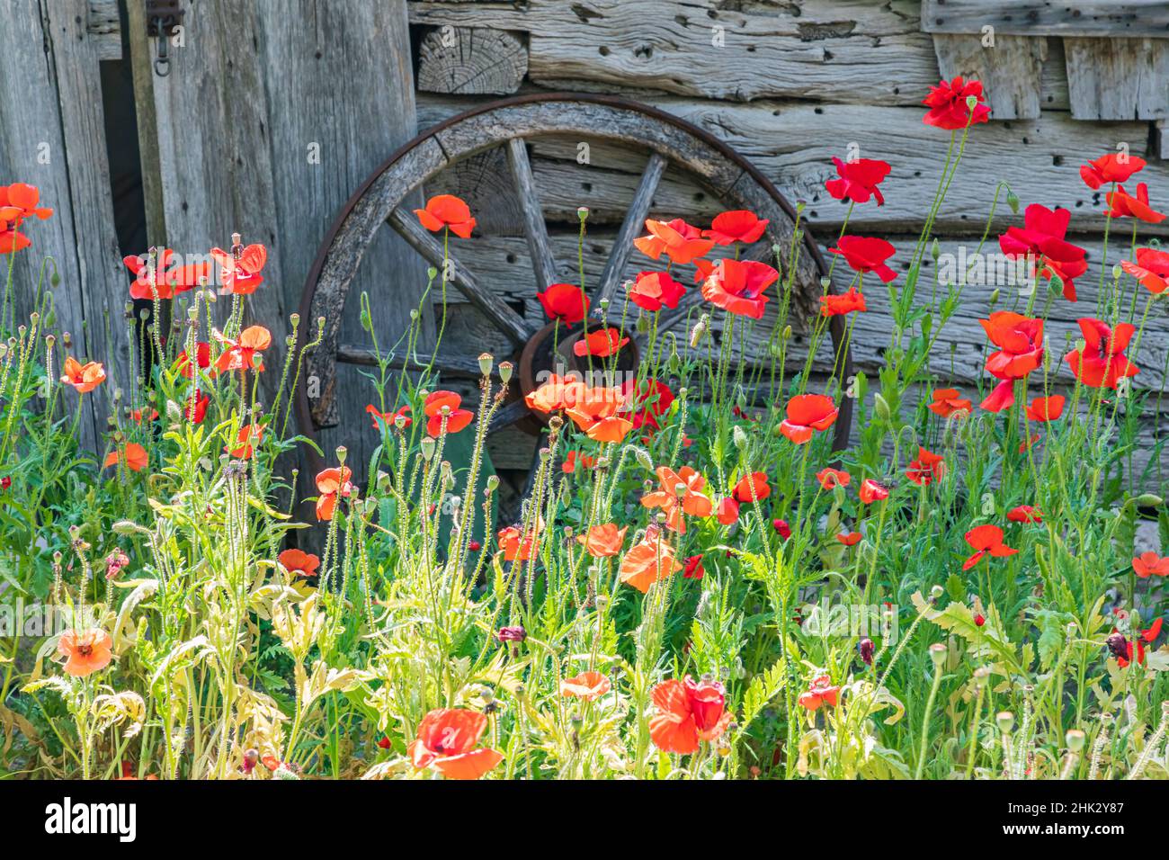 Castroville, Texas, USA. Poppies and historic buildings in the Texas Hill Country. Stock Photo