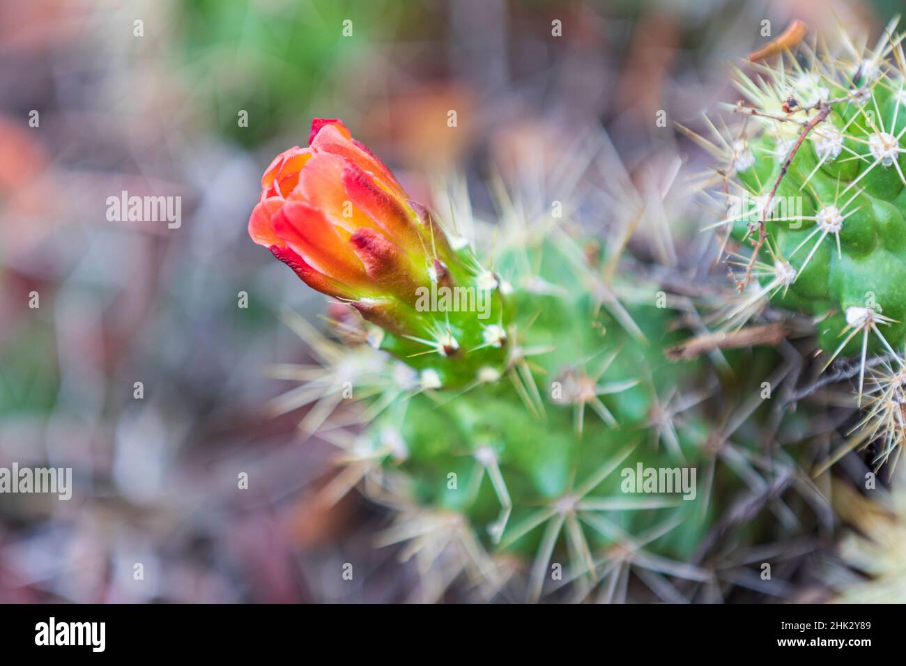 Castroville, Texas, USA. Prickly pear flower in the Texas Hill Country. Stock Photo