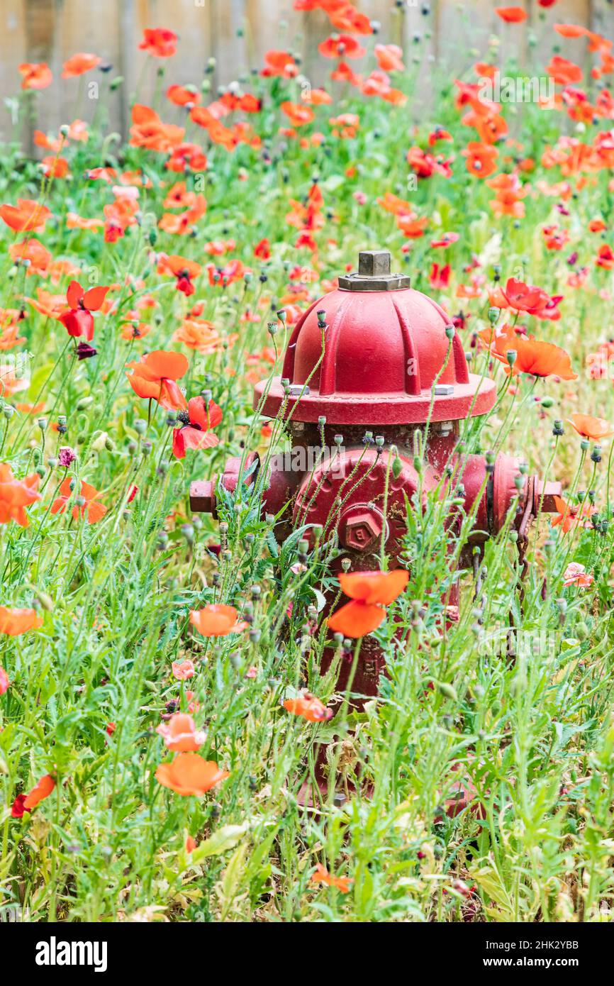 Castroville, Texas, USA. Poppies and fire hydrant in the Texas Hill Country. Stock Photo