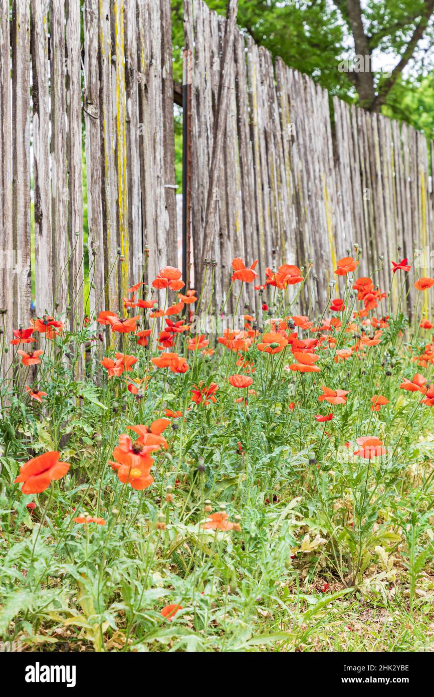 Castroville, Texas, USA. Poppies and wooden fence in the Texas Hill Country. Stock Photo