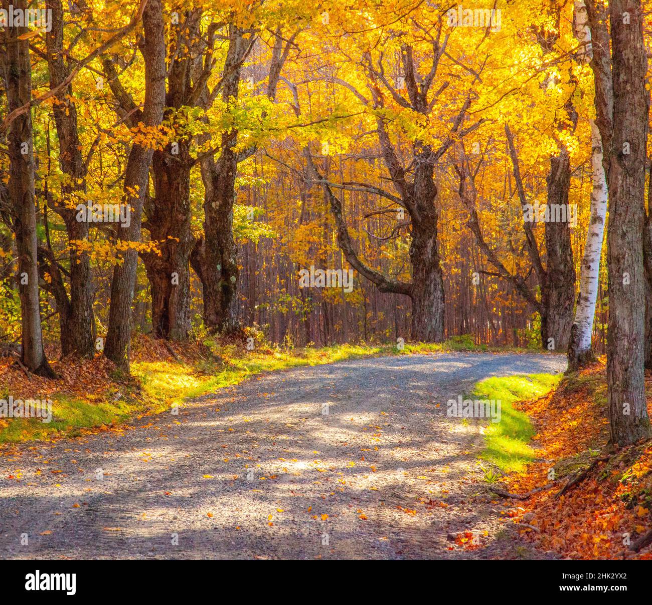 Sugar Maple Vermont Tree High Resolution Stock Photography and Images ...