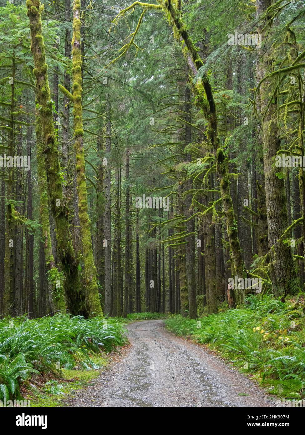 Washington State, Central Cascades, Forest Road 5620, Moss covered Red Alder forest Stock Photo