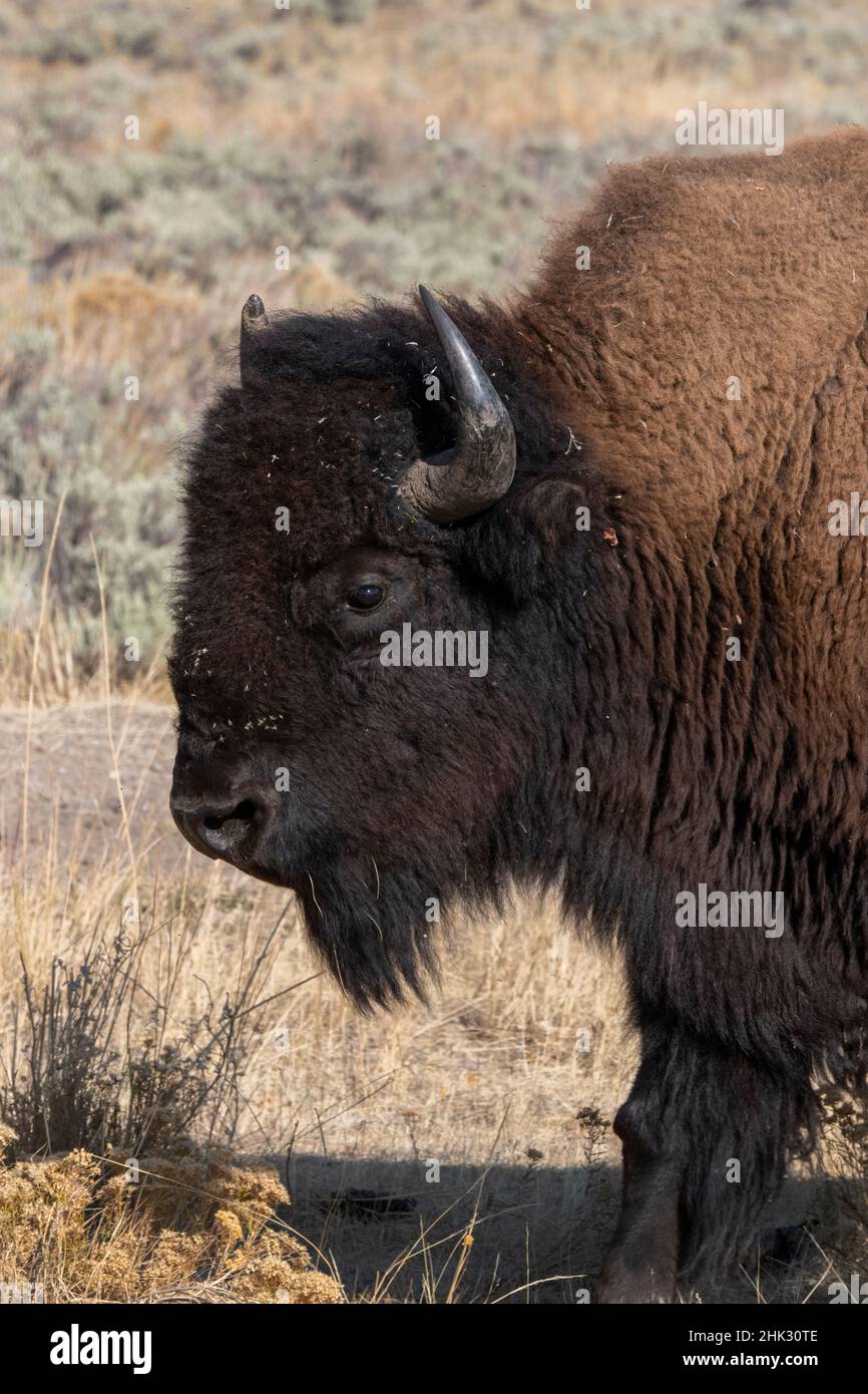USA, Wyoming, Yellowstone National Park, Lamar Valley. Male American bison Stock Photo