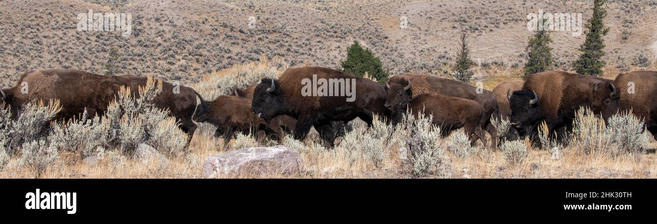 USA, Wyoming, Yellowstone National Park, Lamar Valley. Herd of American bison Stock Photo