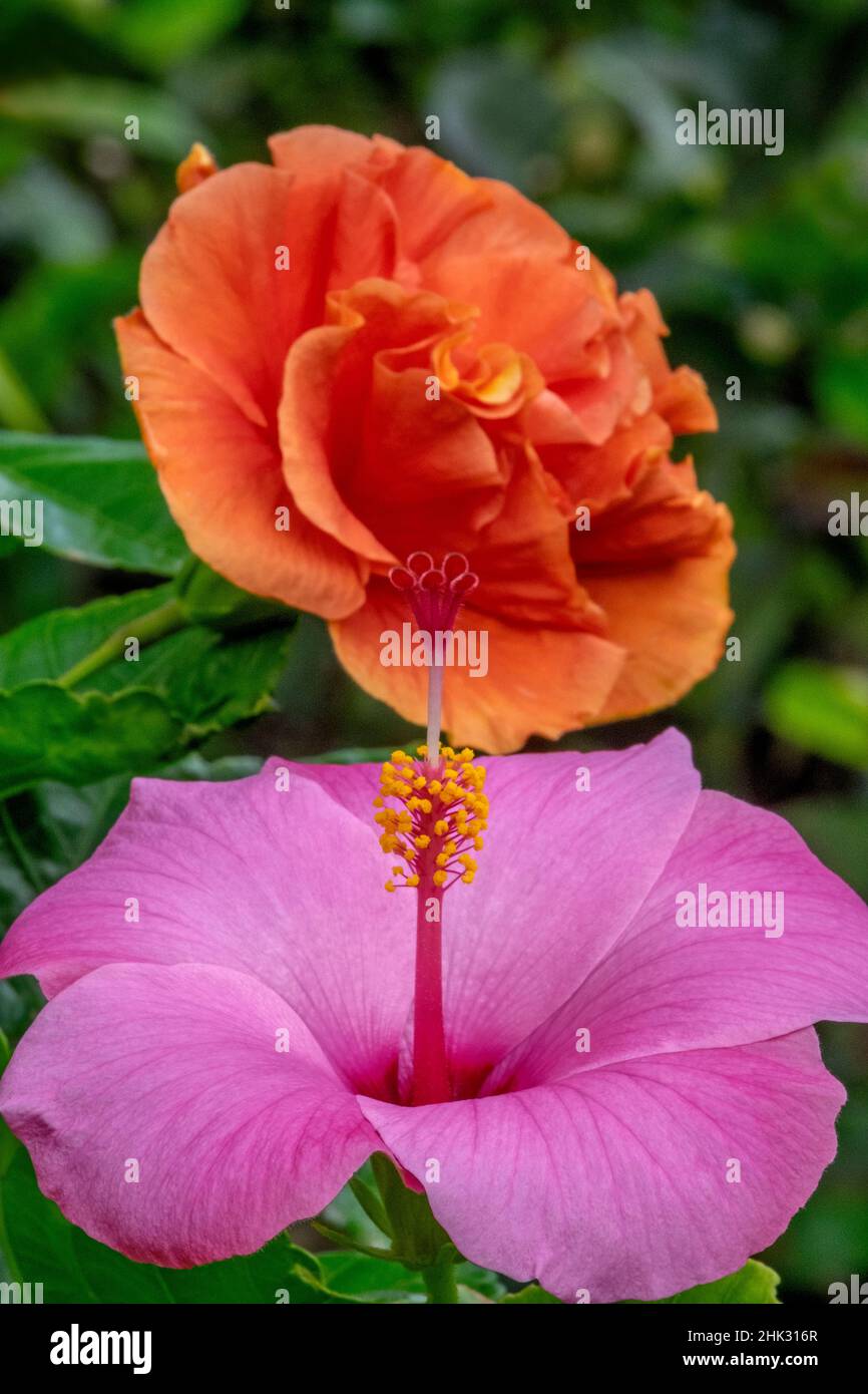 Hibiscus Stock Photo