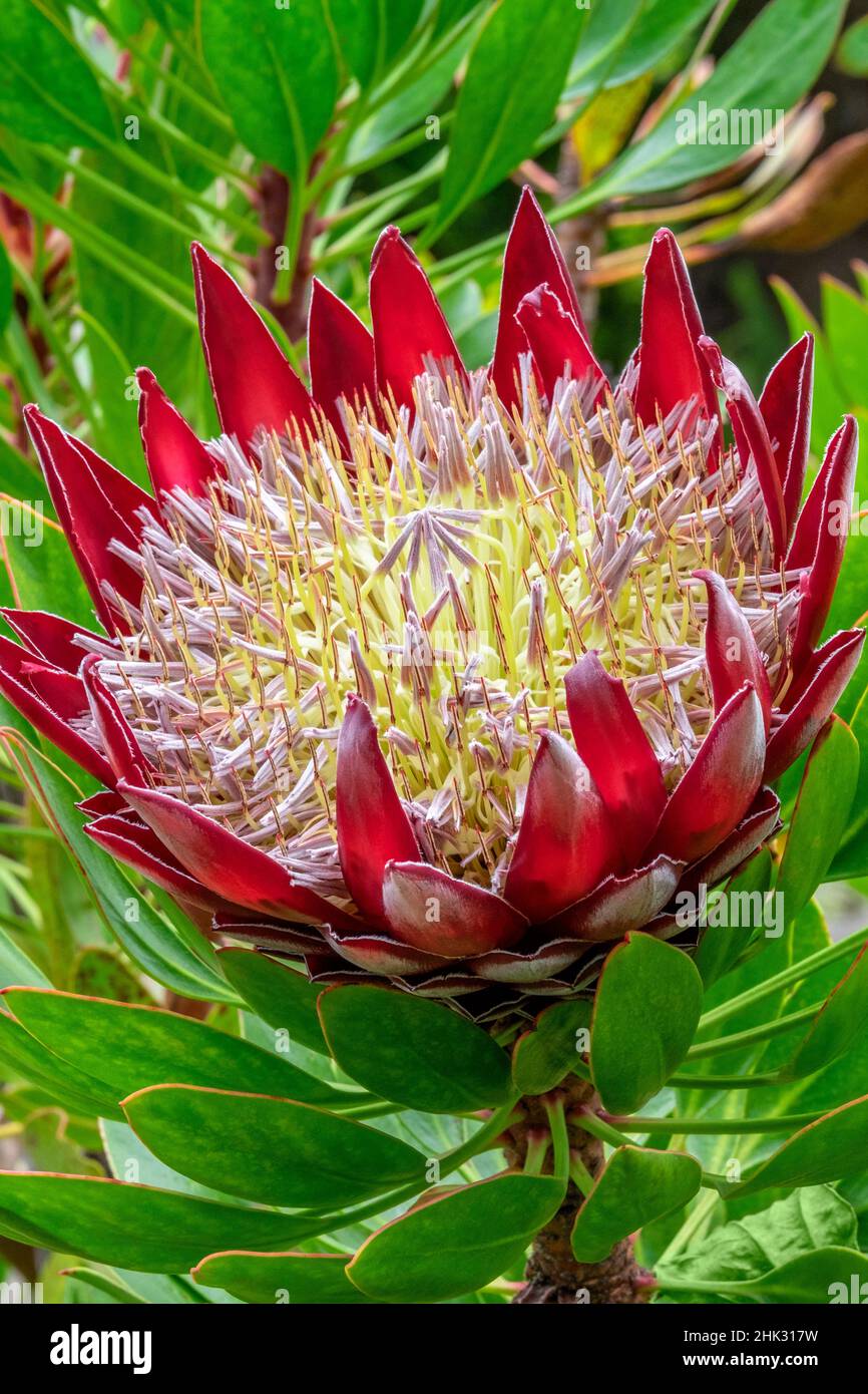 King Protea flower Stock Photo