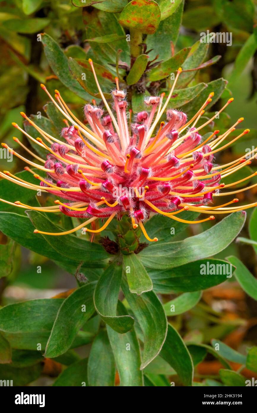 Pincushion flower Stock Photo