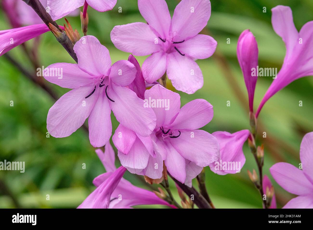 Pink Gladiolus Stock Photo