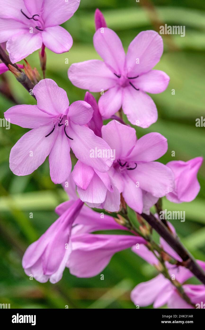 Pink Gladiolus Stock Photo