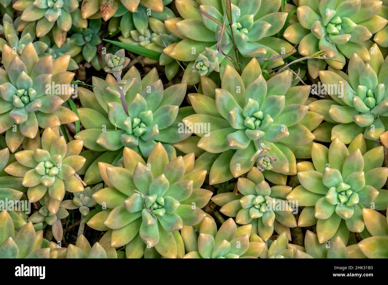 Powdery liveforever, succulent Stock Photo