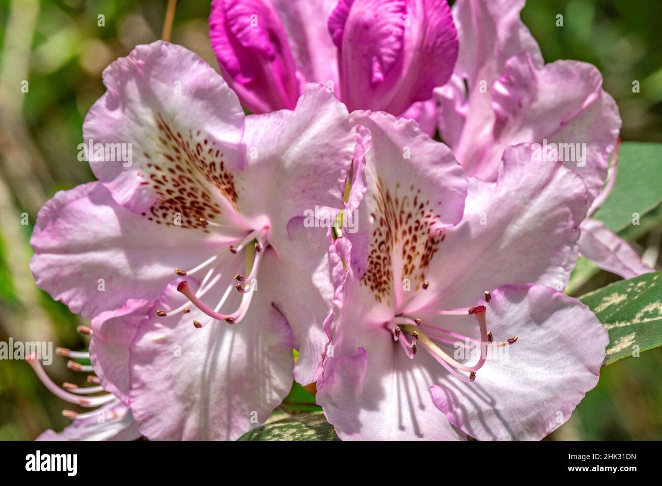 Pink Pacific rhododendron Stock Photo
