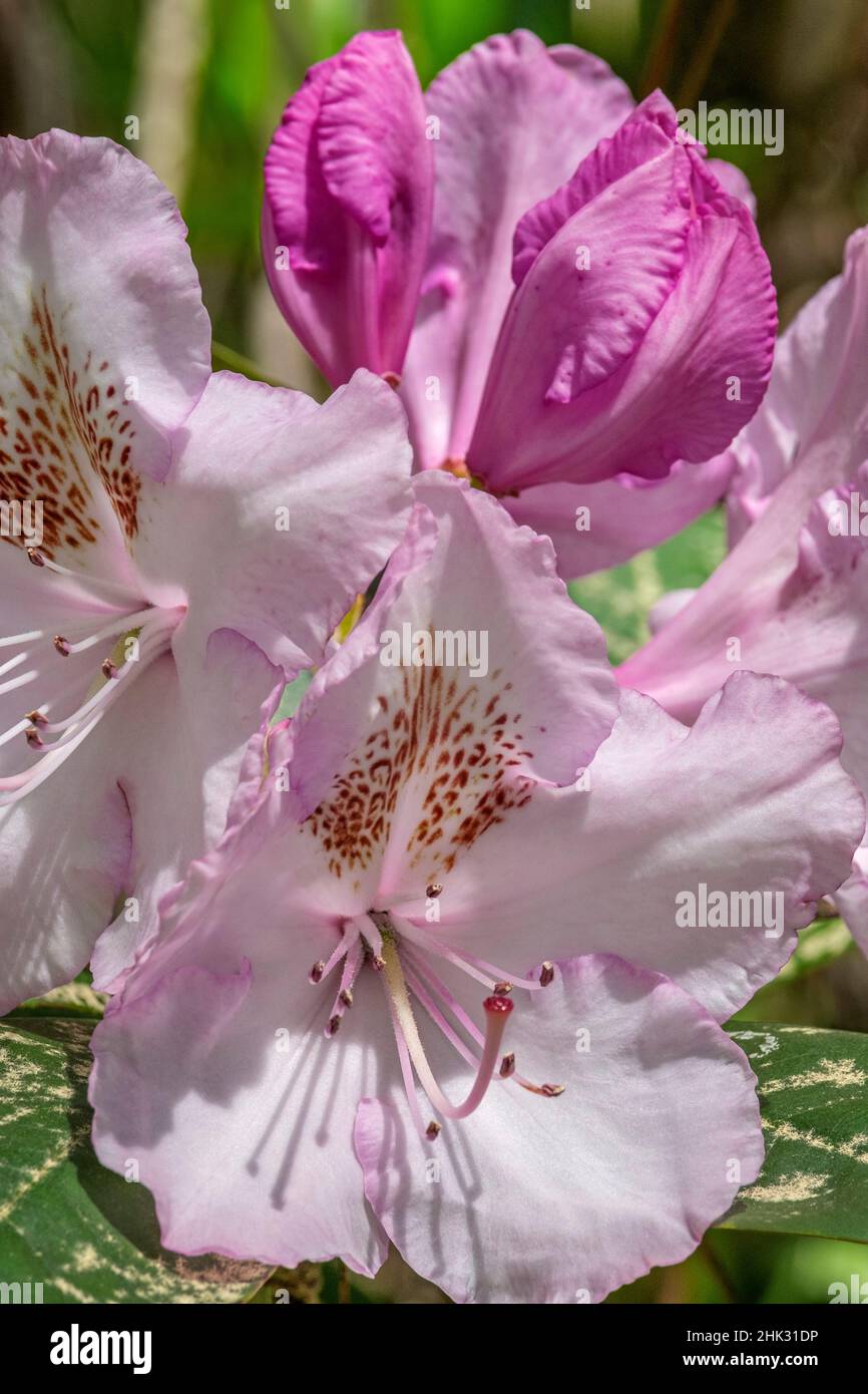 Pink Pacific rhododendron Stock Photo