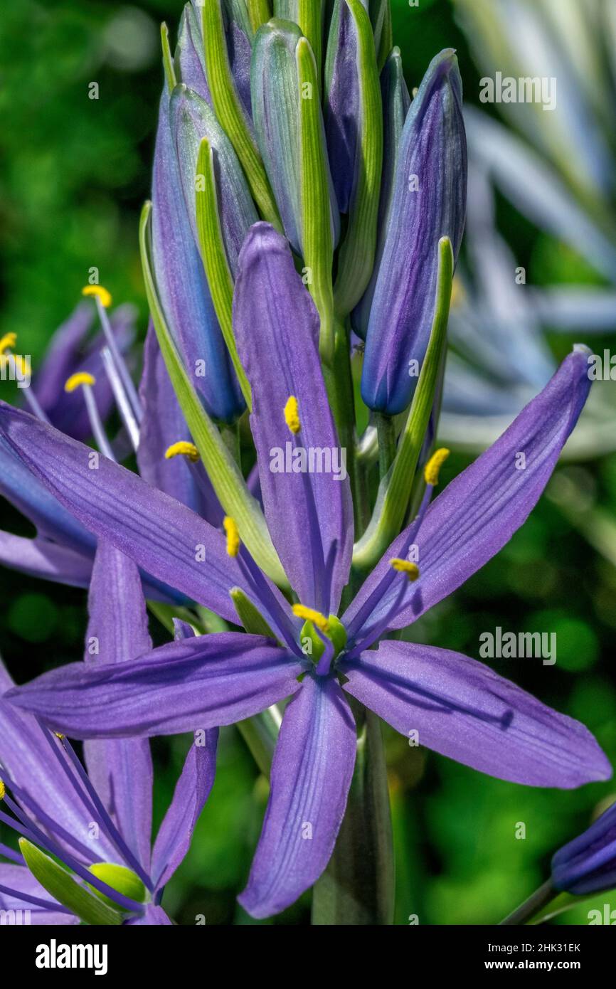 Large camas Stock Photo