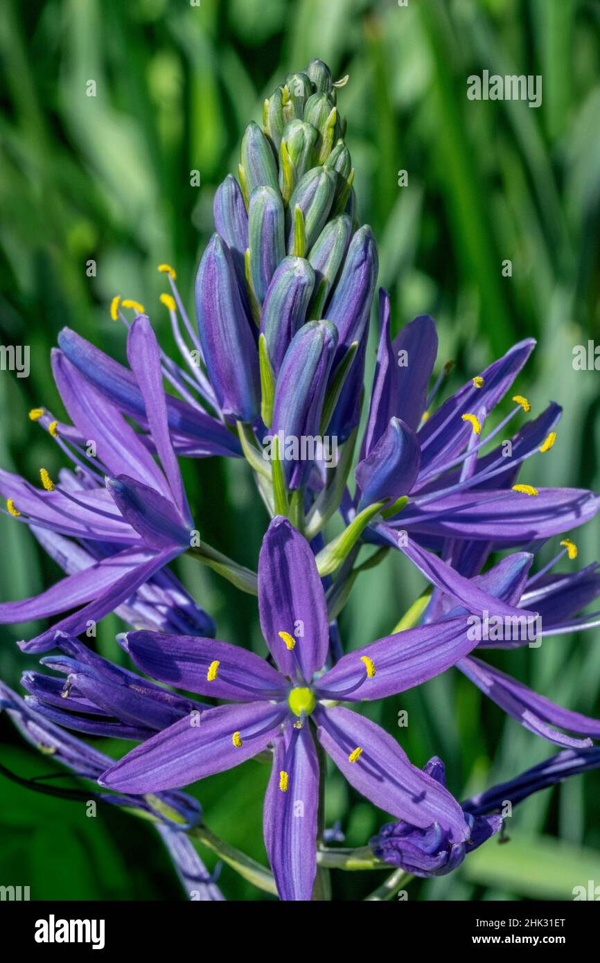 Large camas Stock Photo