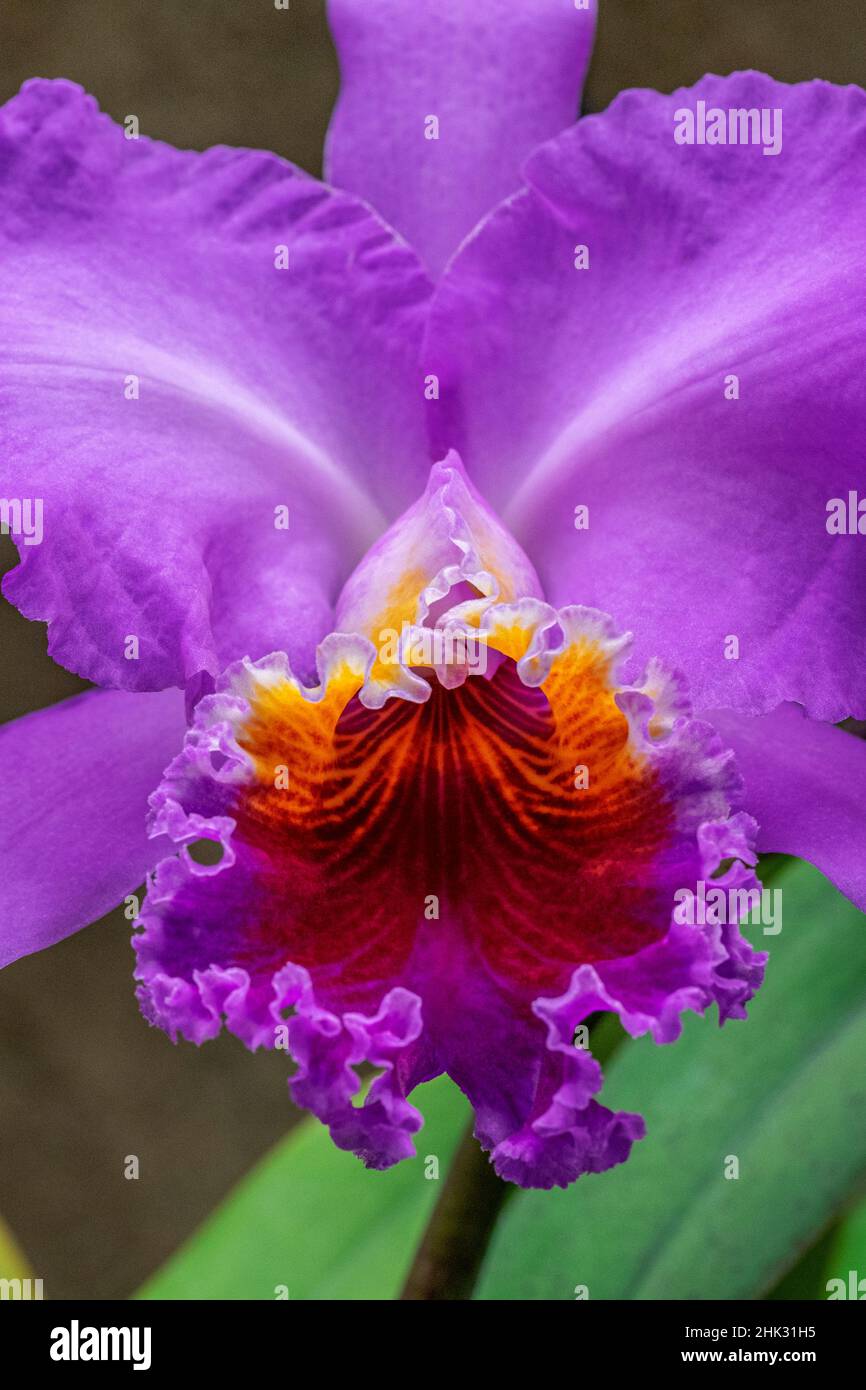Purple Cattleya Orchid Stock Photo