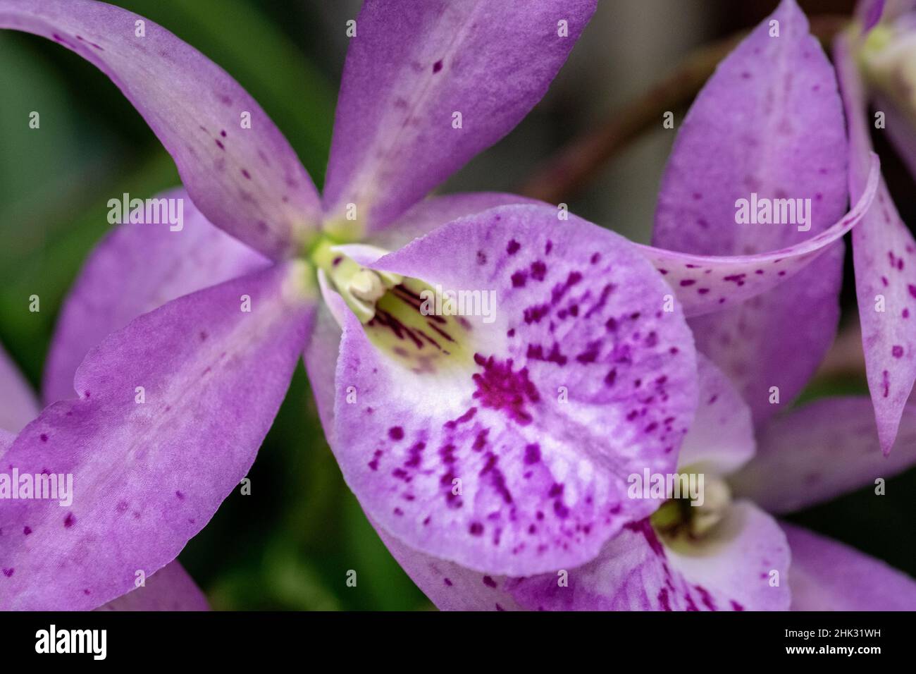 Brassanthe, Orchid, Maikai Stock Photo - Alamy