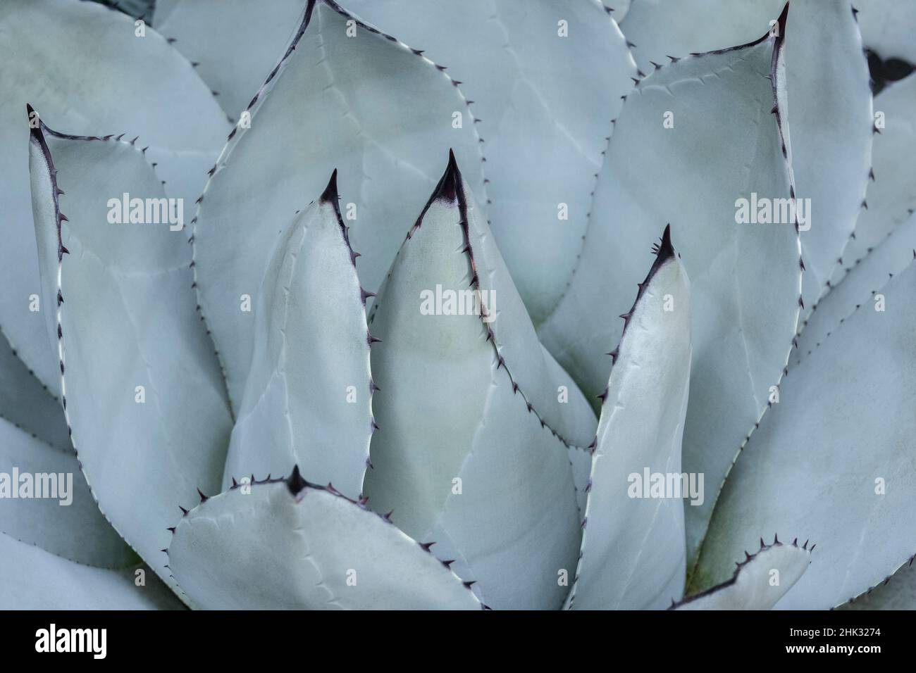 Parry's Agave Stock Photo