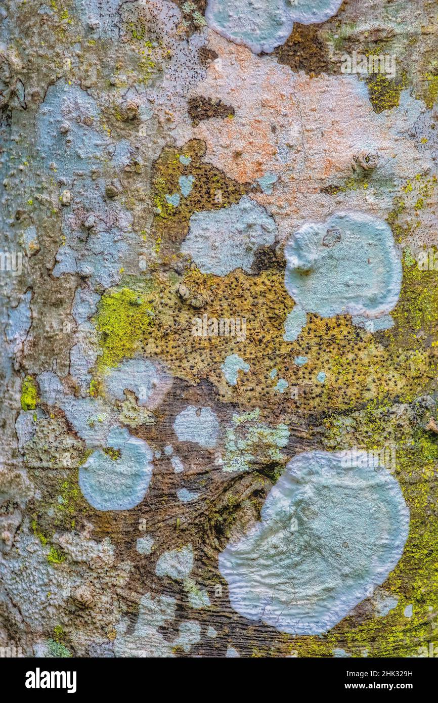 Lichen on a tree trunk Stock Photo