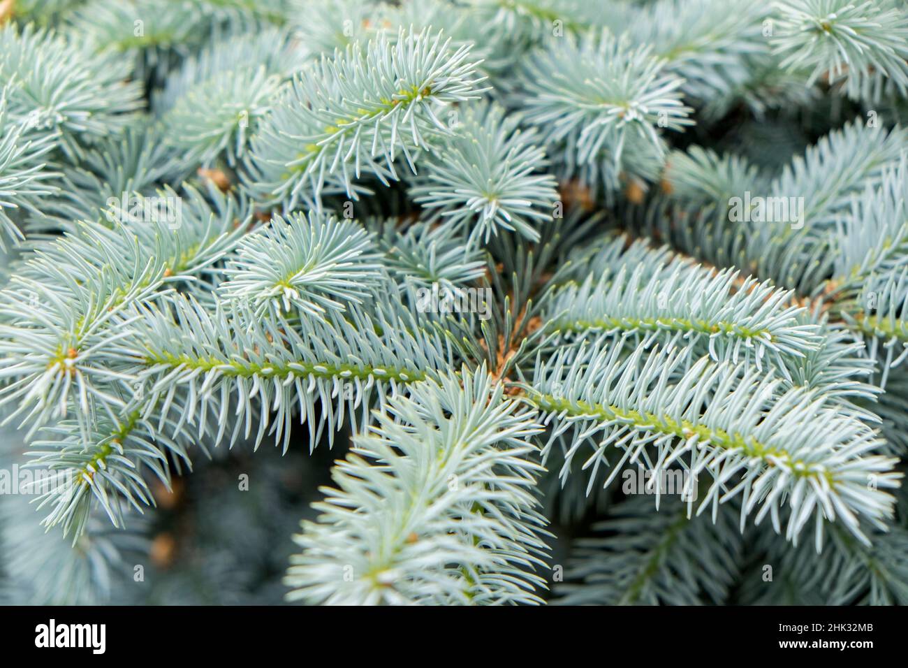 Blue Spruce branches, USA Stock Photo - Alamy