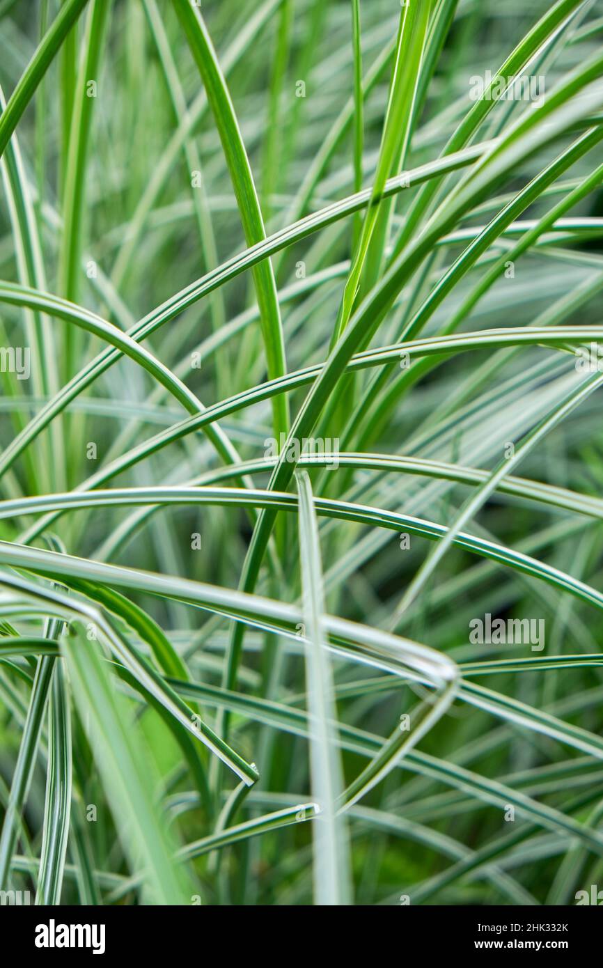 Variegated ornamental grass, USA Stock Photo