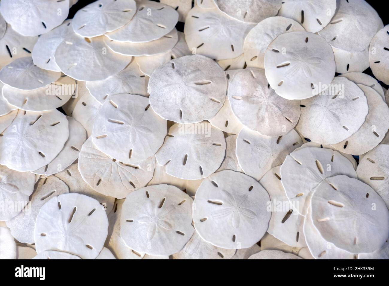 Sand dollars, USA Stock Photo
