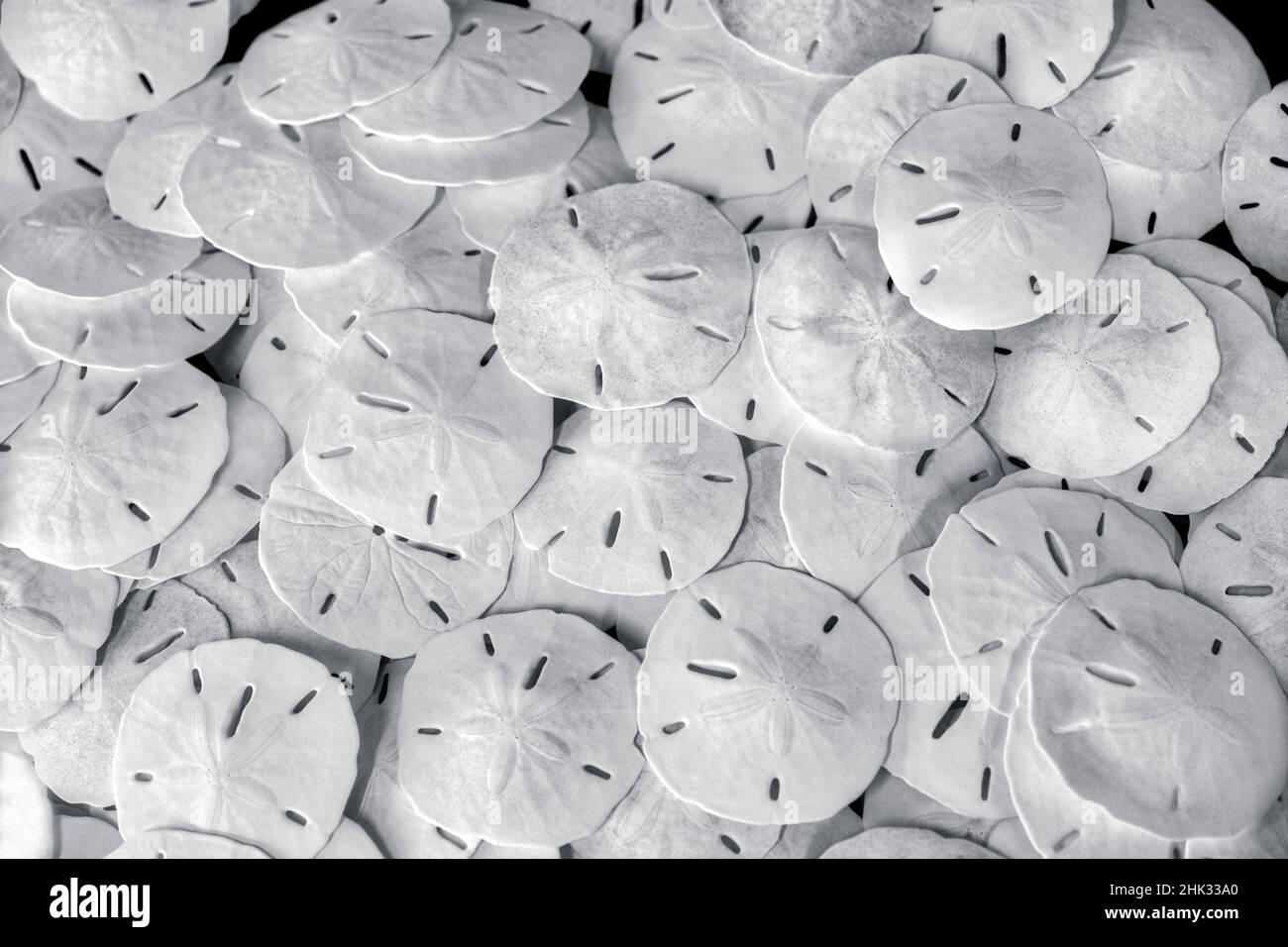Sand dollars, USA Stock Photo