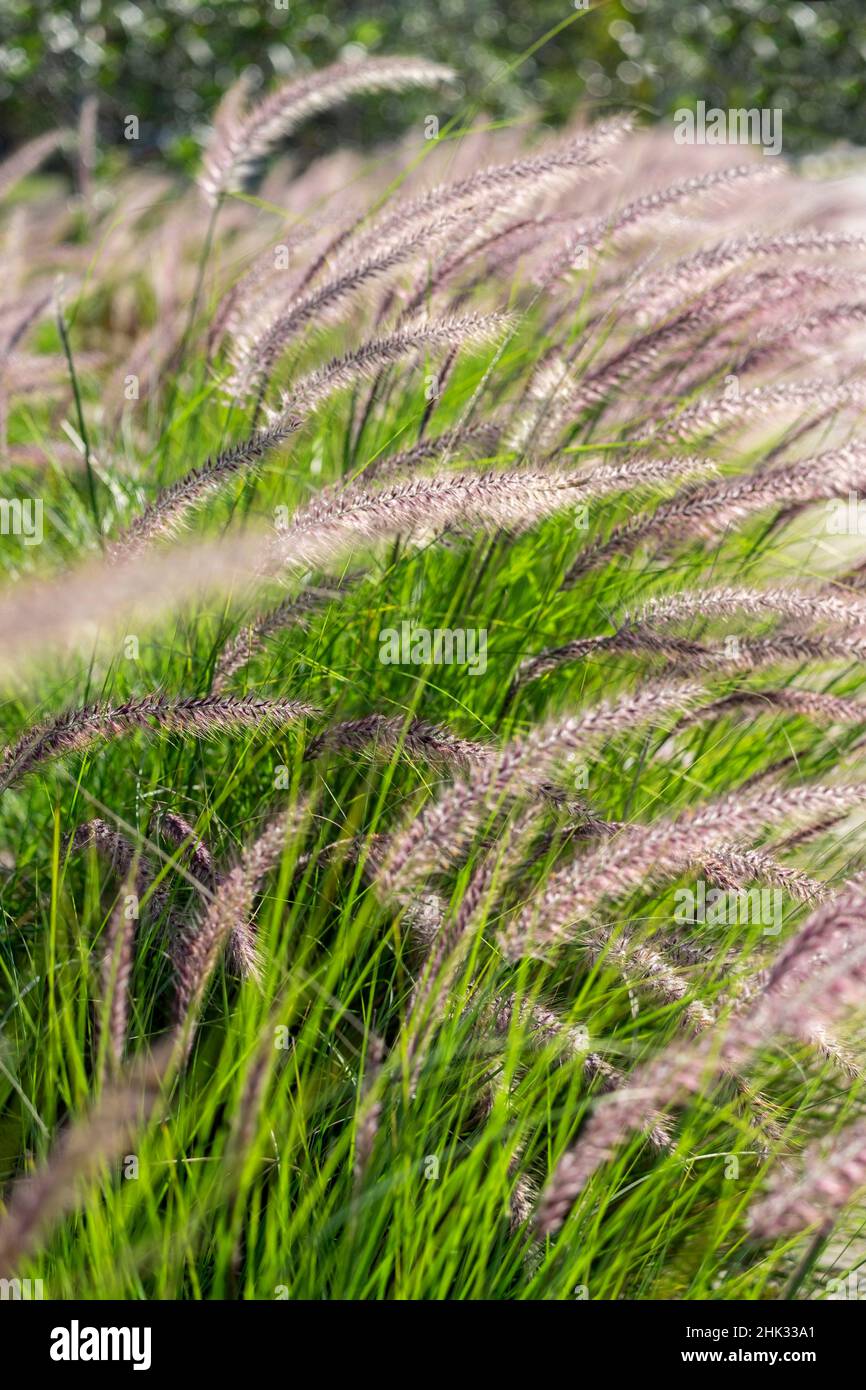 Crimson Fountain Grass, USA Stock Photo