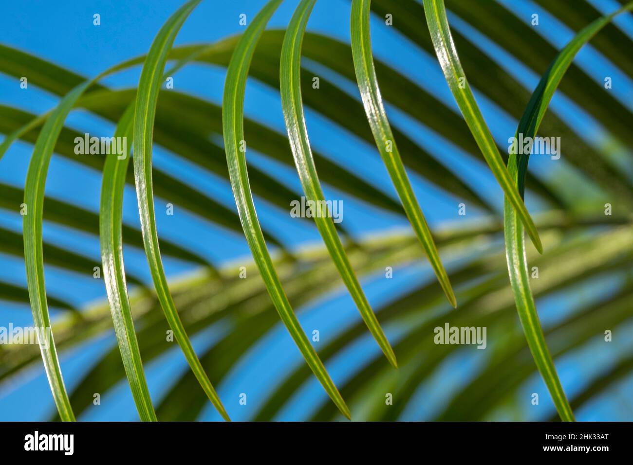 Areca palm, USA Stock Photo - Alamy
