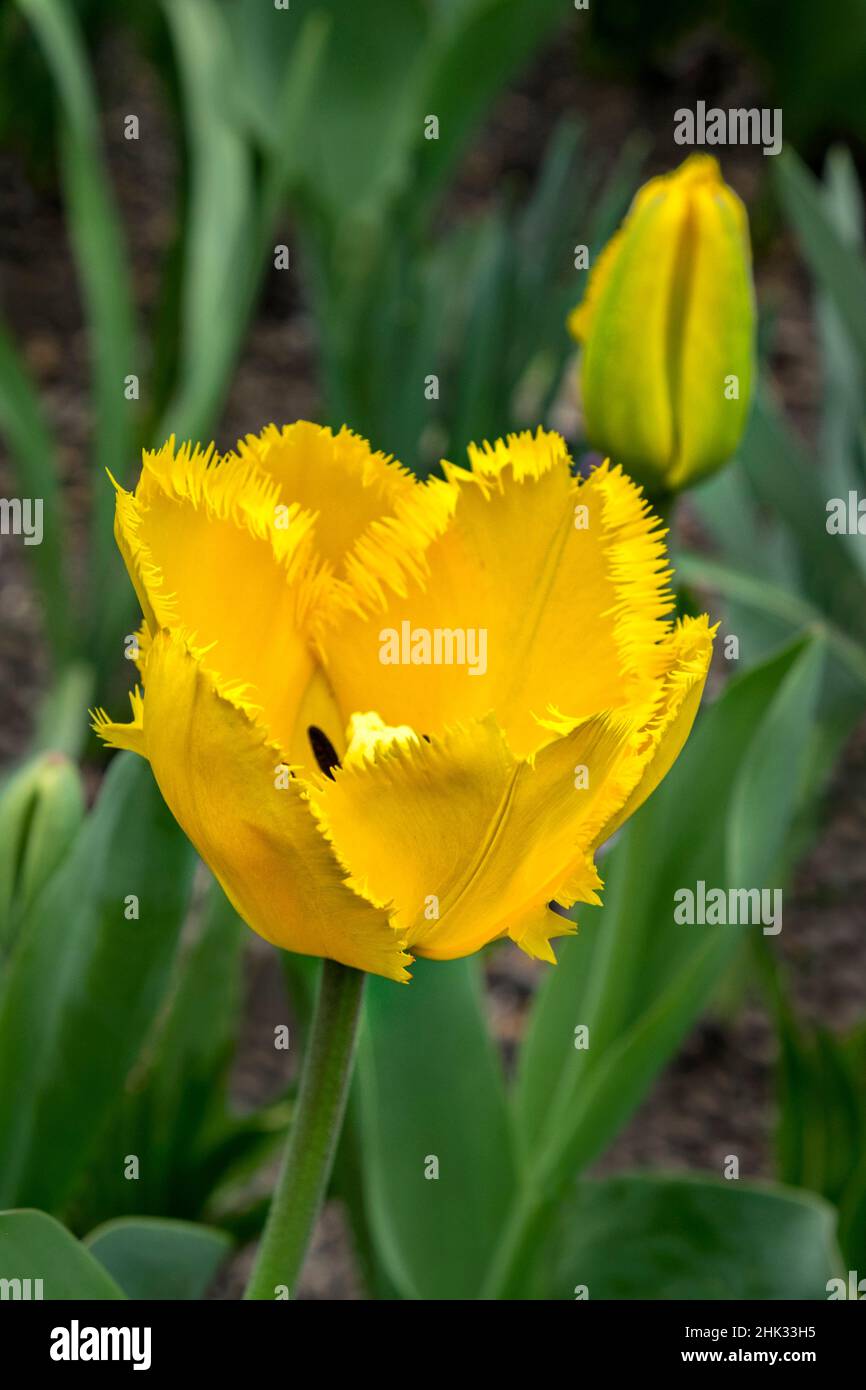 Yellow Fringed tulip, USA Stock Photo Alamy