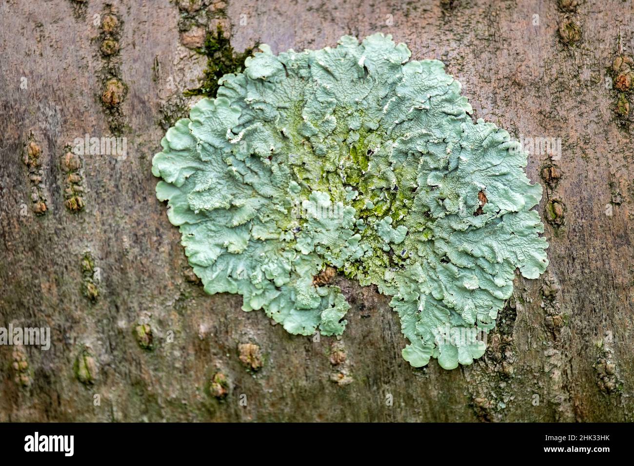 Green lichen on tree trunk, USA Stock Photo