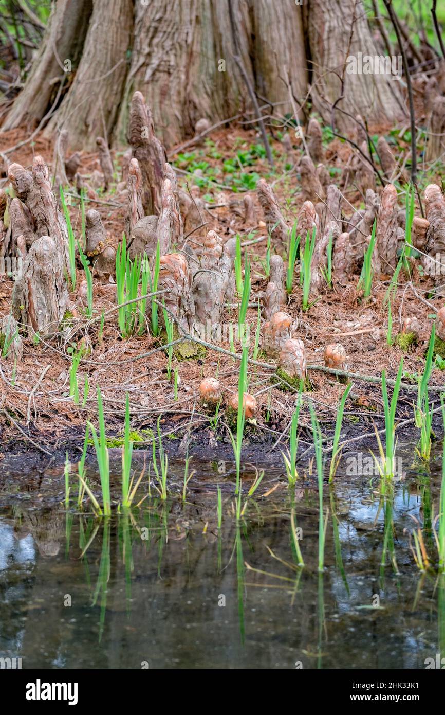 Knees and trunk of Cypress trees, USA Stock Photo Alamy