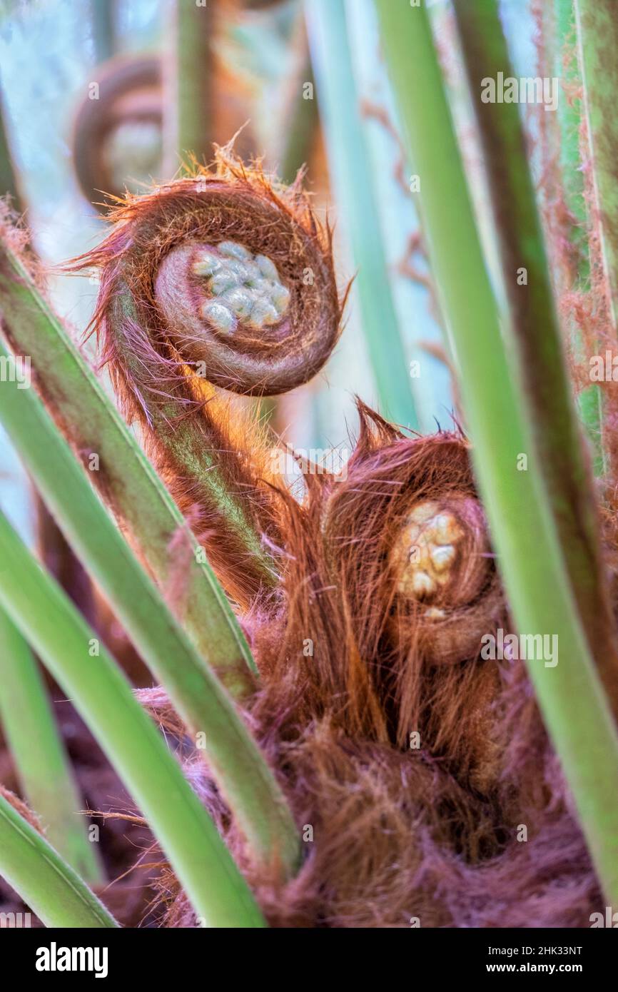 Tasmanian tree fern, USA Stock Photo Alamy