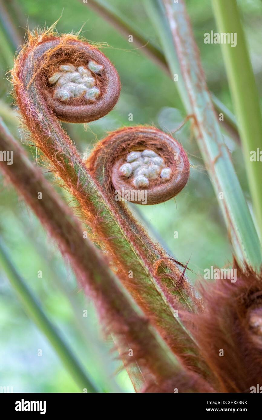 Tasmanian tree fern, USA Stock Photo Alamy