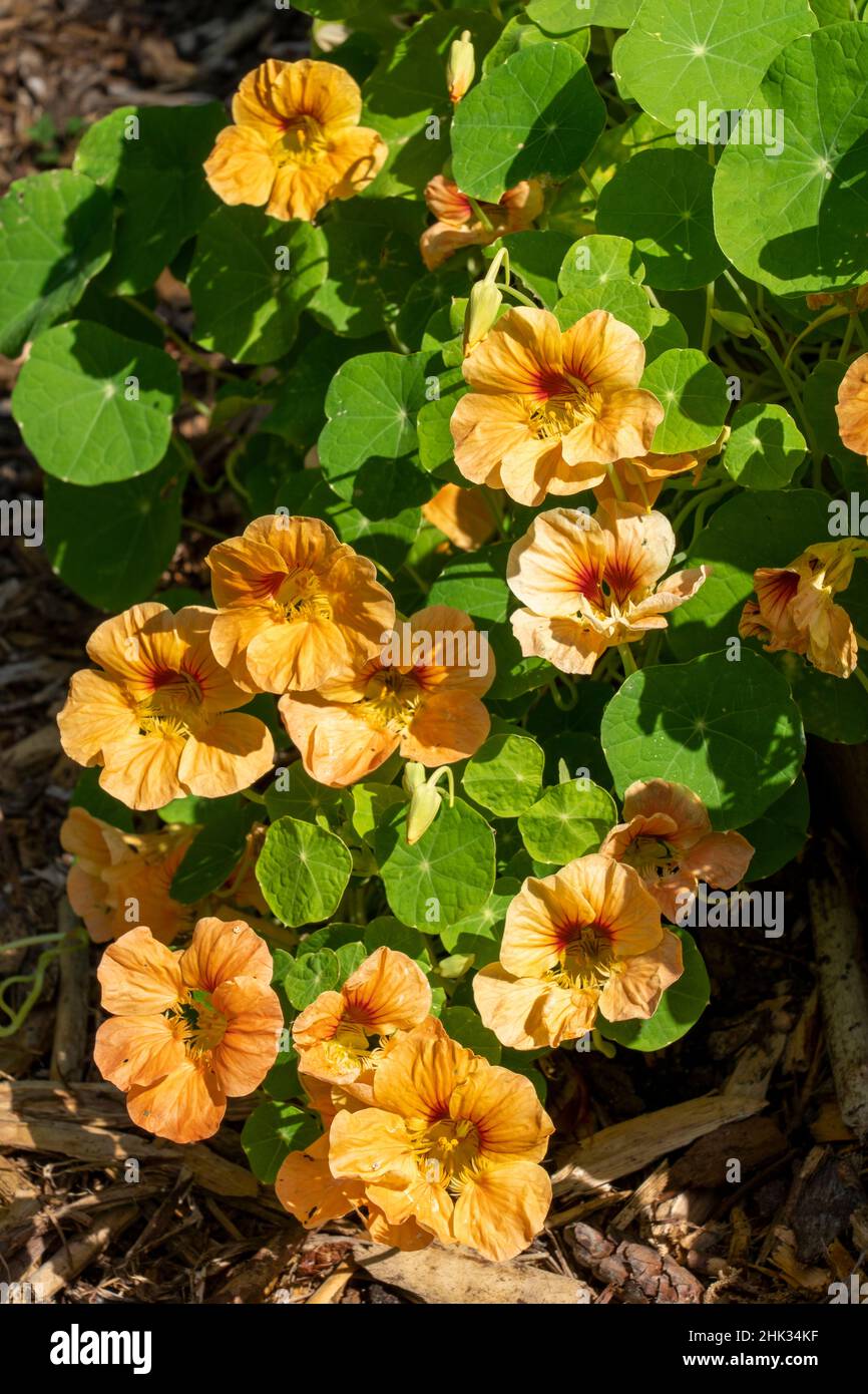 Nasturtium tropaeolum nasturtiums close up hires stock photography and
