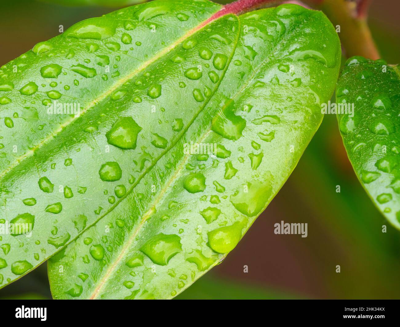 Rain drops on Rhododendron leaves Stock Photo