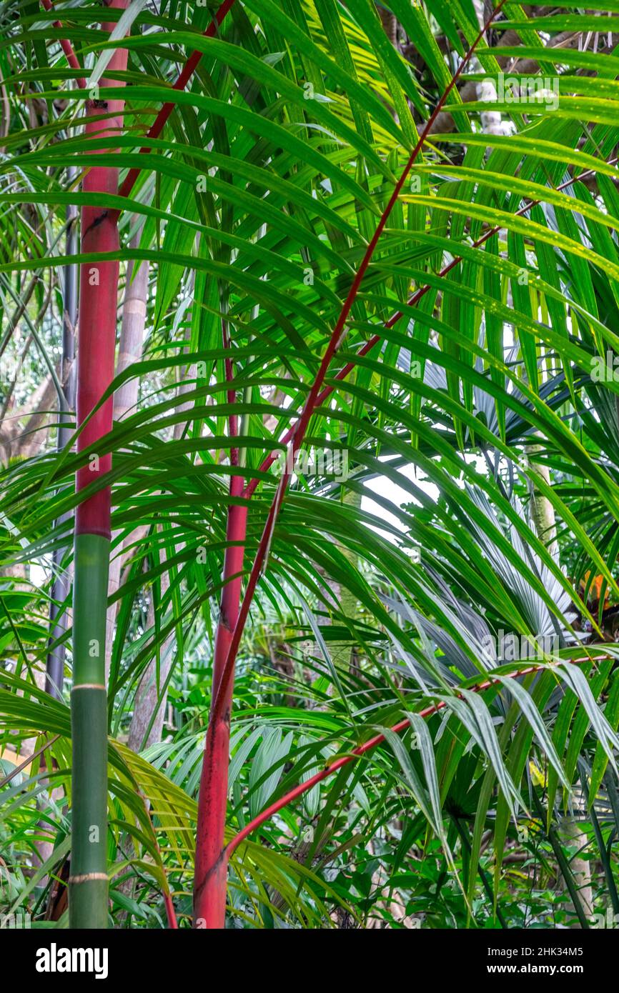 Cyrtostachys renda, palm tree Stock Photo
