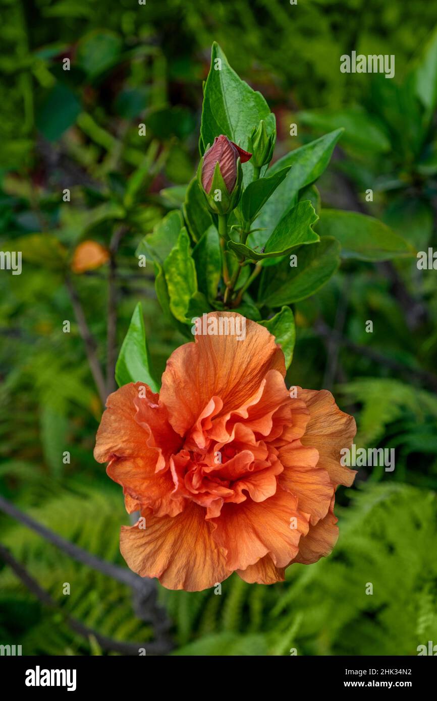 Double bloom, Orange Hibiscus Stock Photo Alamy