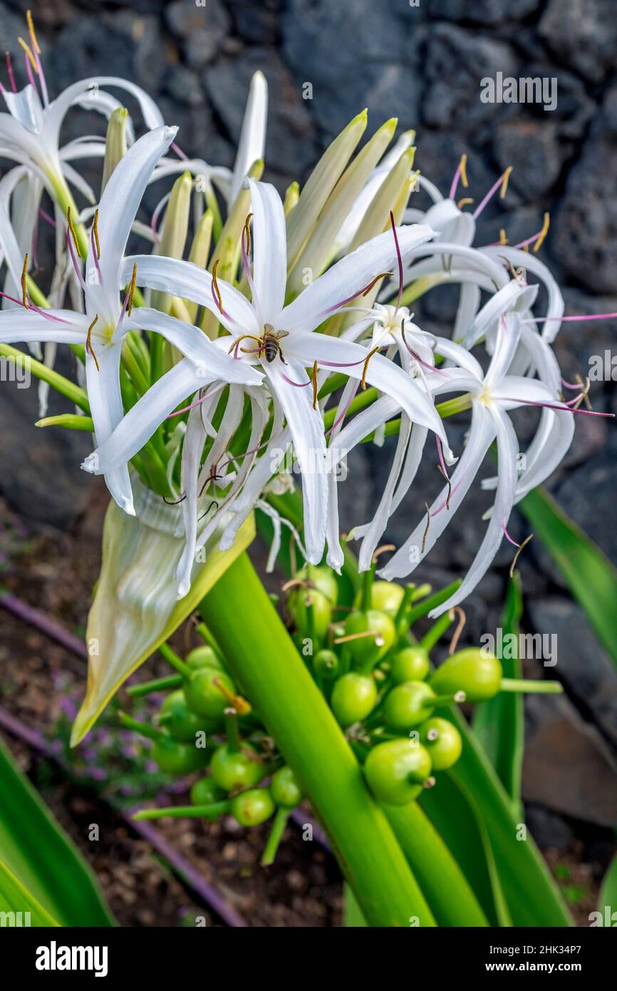 Giant Crinum Lily, Spider Lily Stock Photo