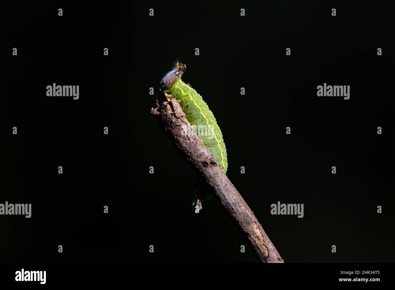 Caterpillar on twig Stock Photo - Alamy